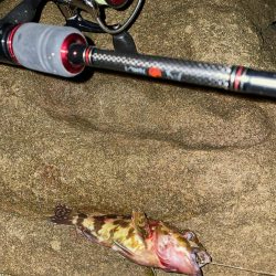 ガシリング爆釣